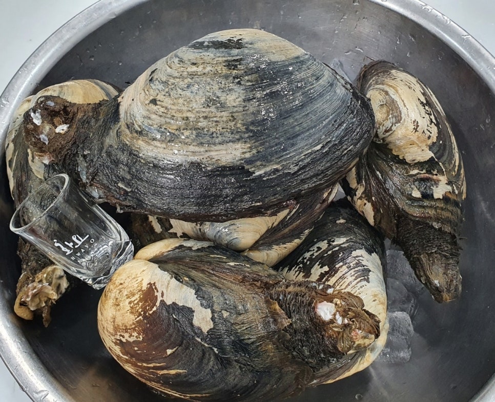 왕우럭조개 (미루가이)