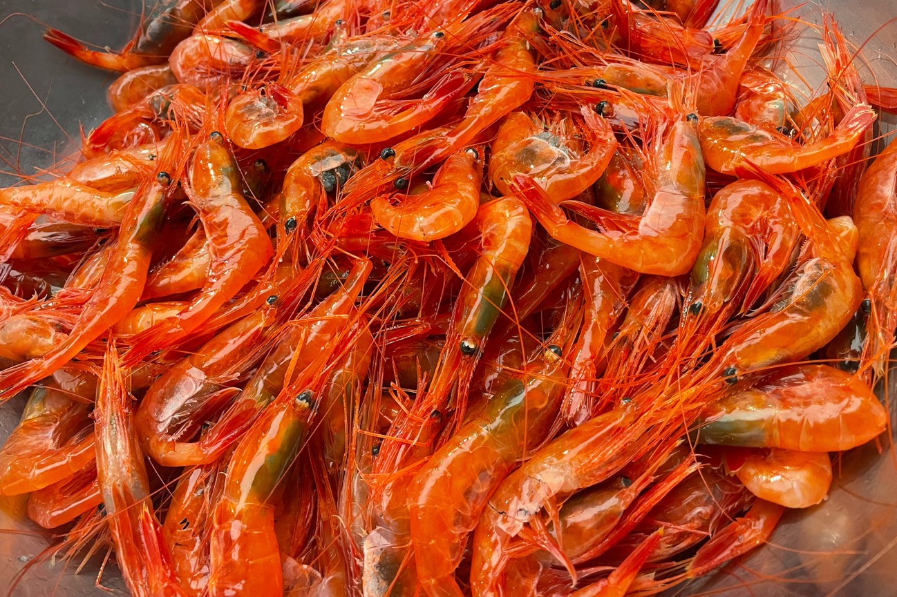 단새우 (오도리)