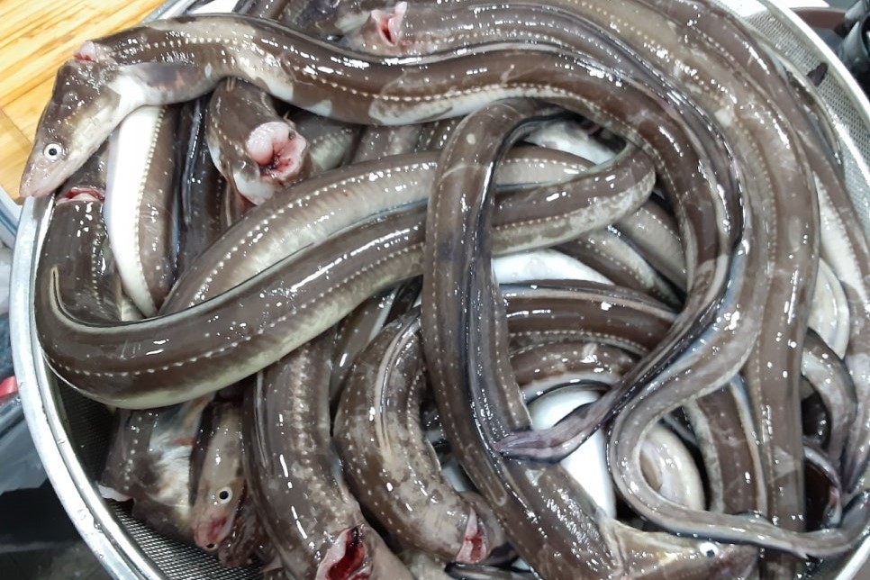 붕장어 (아나고)