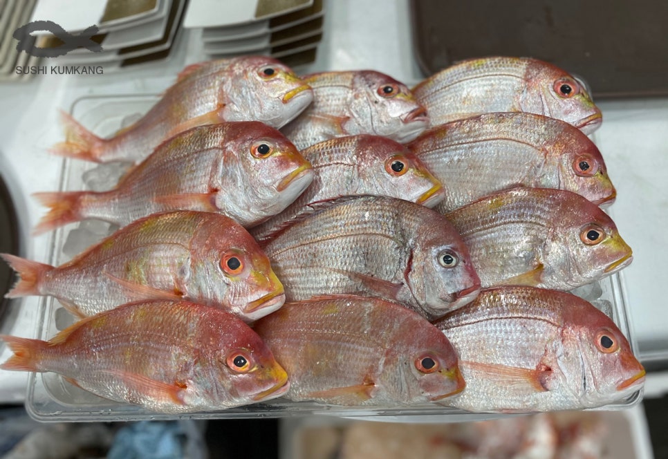 새끼도미 (가쓰꼬)